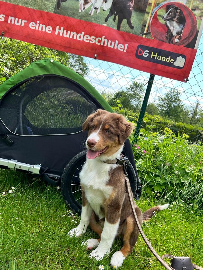 Frieda warte ungeduldig auf den Beginn des Longiertrainings