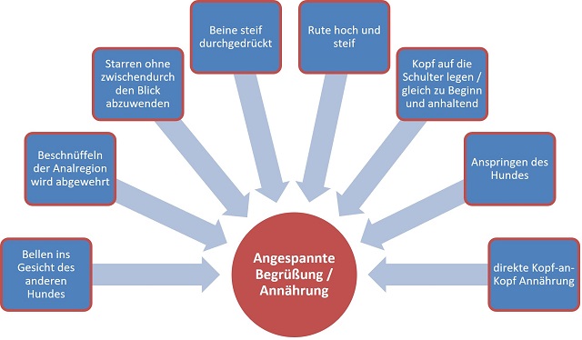 Diagramm zeigt die Darstellung der angespannten Begrüßung unter Hunden