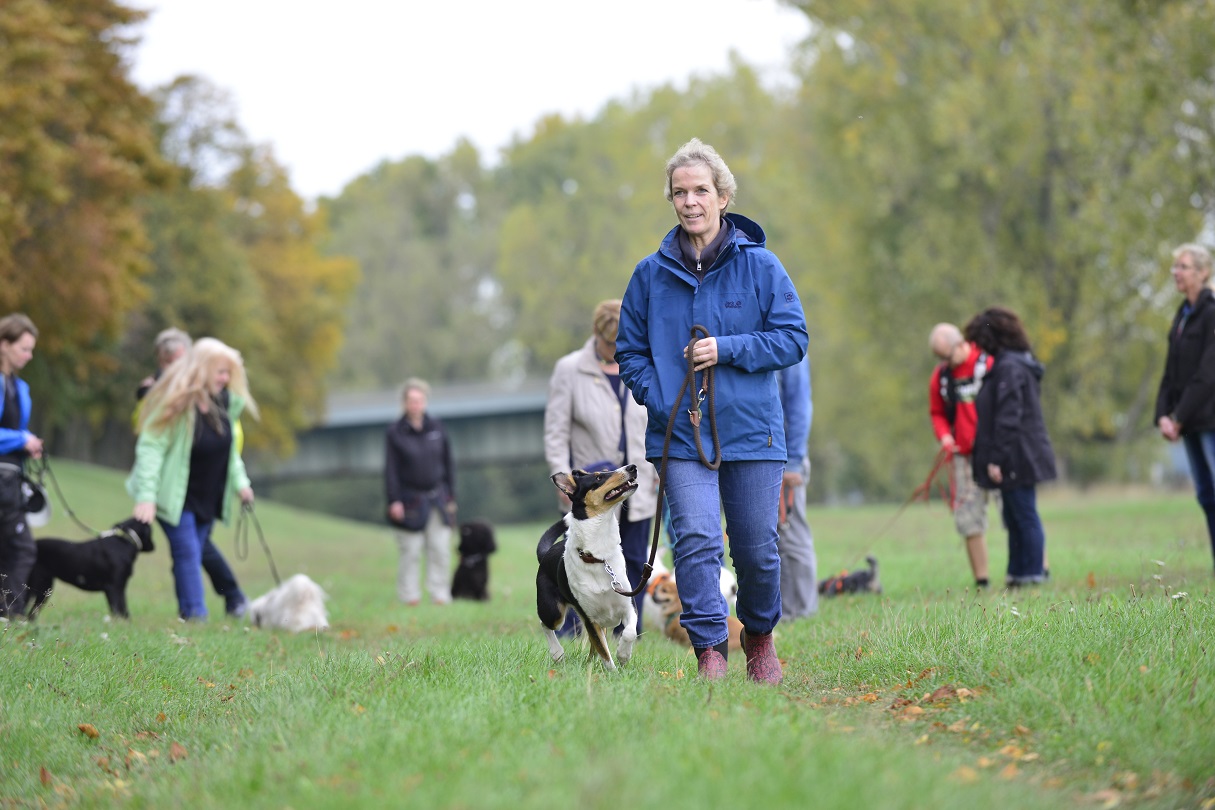 DGHunde Erziehungsspaziergang - gemeinsam gut unterwegs