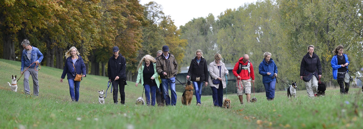 DGHunde Kurse für erwachsene Hunde