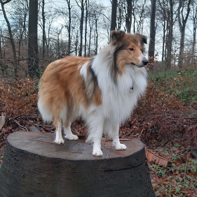 Der urlaubserfahrene Collie Patches liebt das Springen auf Baumstümpfe, Bänke, breite Mauern