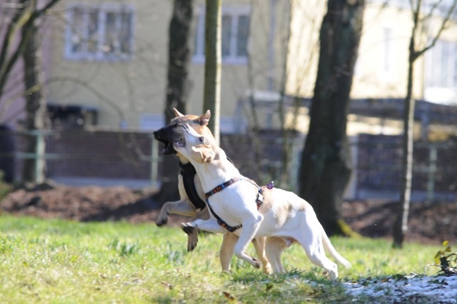 Spielkampf zweier Hunde