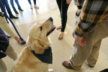 DGHunde-Ausbildung zum Therapiehund bringt allen viel Freude